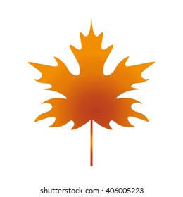 Autumn leaf maple