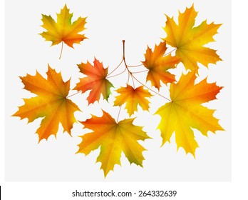 Autumn leaf maple and maple branch isolated on white