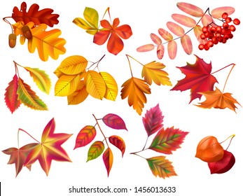 Autumn leaf. Maple fall leaves, fallen foliage and autumnal nature leafage. September oak, acorn or elm dry leaf, autumn forest golden fall. Realistic isolated icons vector set