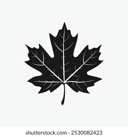 autumn leaf, Maple leaf icon isolated  on white background.