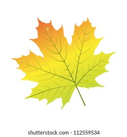 Autumn leaf of maple isolated on white.