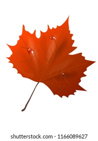 Autumn leaf. Autumn maple leaf isolated on a white background. Vector illustration
