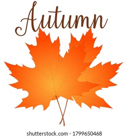 Autumn leaf. Autumn maple leaf isolated on a white background. Vector illustration
