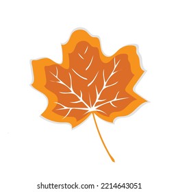 Autumn leaf. Autumn maple leaf isolated on a white background. Vector illustration
