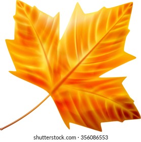 Autumn leaf. Autumn maple leaf isolated on a white background. Vector illustration