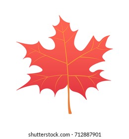 Autumn leaf. Autumn maple leaf isolated on a white background. Vector illustration