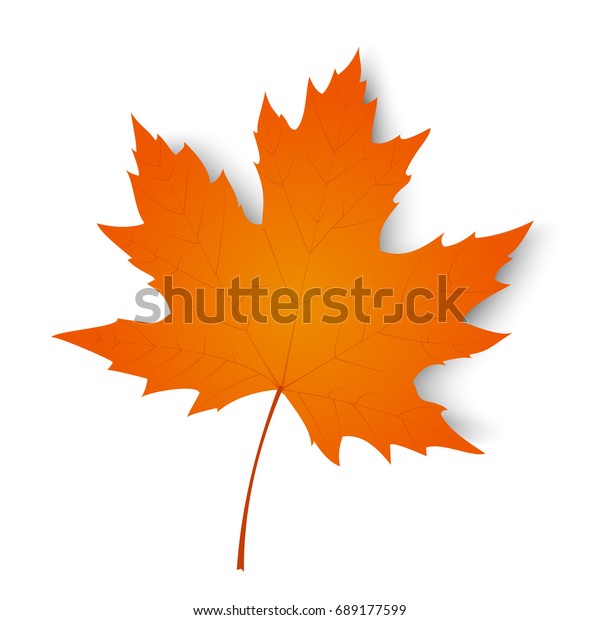 秋の葉 白い背景に秋のカエデの葉 ベクターイラスト のベクター画像素材 ロイヤリティフリー
