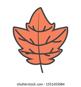 autumn leaf nature foliage on white background vector illustration
