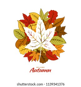 Autumn leaf on white background