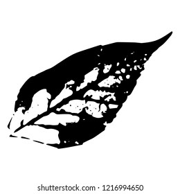 Autumn leaf on a white background vector illustration. Leaf print with textured.