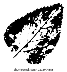 Autumn leaf on a white background vector illustration. Leaf print with textured.