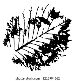Autumn leaf on a white background vector illustration. Leaf print with textured.