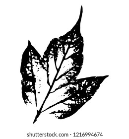 Autumn leaf on a white background vector illustration. Leaf print with textured.