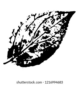 Autumn leaf on a white background vector illustration. Leaf print with textured.