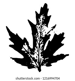 Autumn leaf on a white background vector illustration. Leaf print with textured.