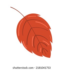 Autumn leaf on white background. Vector illustration