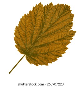 Autumn  leaf  on white background. Vector illustration.