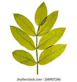 Autumn  leaf  on white background. Vector illustration.