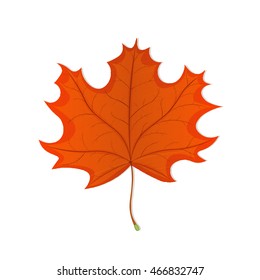 autumn leaf on a white background