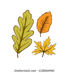 Autumn leaf on whute background