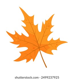 Autumn leaf. Orange autumn maple leaf, isolated on white background. Hand drawn vector illustration.