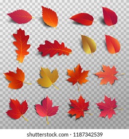 Paquete de hojas de otoño. La salida realista cae en la sombra. Hoja de arce para decorar banner promocional y diseño de impresión. Ilustración vectorial.