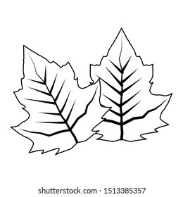 autumn leaf plant seasonal icon vector illustration design