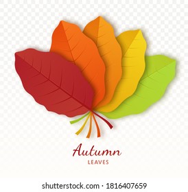 Autumn leaf poster isolated on transparent background. Botanical forest plants or september october tree foliage.