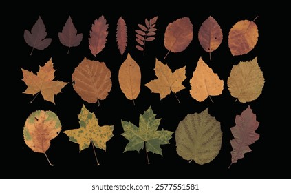 Autumn leaf realistic photo illustration isolated on a transparent background