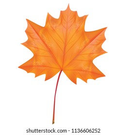 autumn leaf realistic vector
