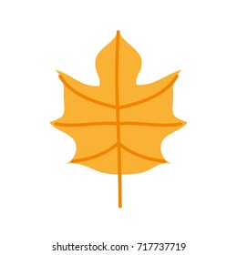 autumn leaf season natural foliage flora