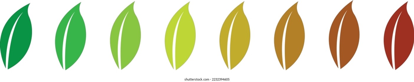 Autumn leaf set arranged in color palette in row, isolated on white, for autumn design and decoration.