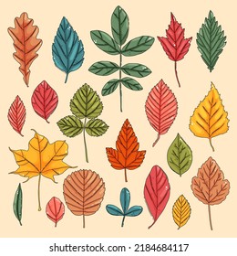 Autumn leaf set. Coloured tree leaves element collection, vector illustration elements.