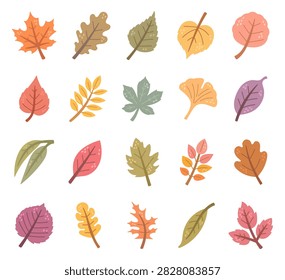Autumn leaf set featuring plant foliage nature botanical season fall garden woodland vein seasonal flora deciduous leafage stem forest