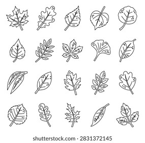 Autumn leaf set featuring plant foliage nature botanical season fall garden woodland vein seasonal flora deciduous leafage stem forest