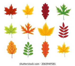 Autumn leaf. Set of autumn leaves of maple, oak, beech, birch andchestnut. Yellow, orange, red, green and brown color of leaves. Foliage from tree isolated on white background. Icon of forest. Vector.