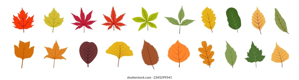 Autumn leaf set. Leaves vector set.