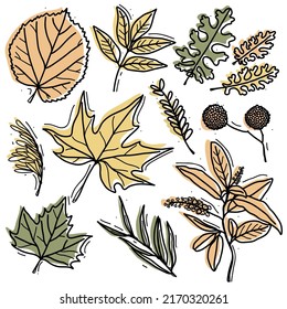 Autumn leaf set - sycamore, linden, ash, maple and other twigs. Leaves for patterns, stickers, prints and decor