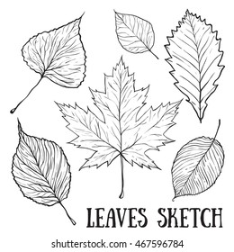  Autumn Leaf Sketch Set. 