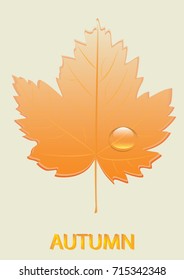 Autumn leaf transparent - drop of dew - light background - art creative vector