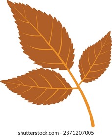 Autumn leaf, autumn tree foliage, vector dry orange brown leaves isolated icon. Autumn leaf of ash or hickory walnut, elm or osier tree branch twig, fall season nature plants