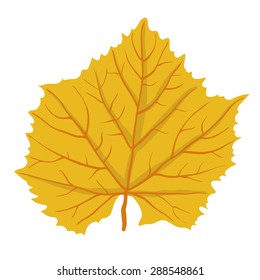 Autumn leaf of tree, isolated on white, vector illustration