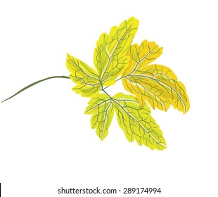 Hoja de árbol de otoño, aislada en blanco, ilustración vectorial