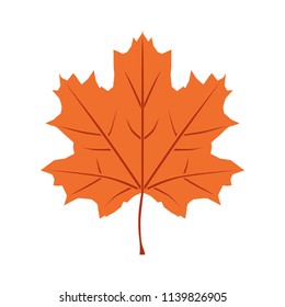 Autumn leaf of tree maple, orange color, isolated on white background