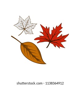 Autumn leaf vector
