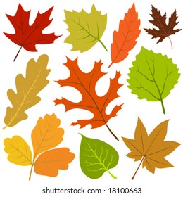 autumn leaf vector