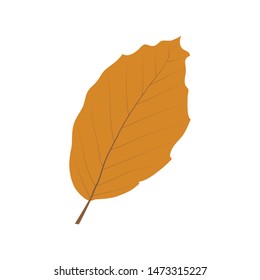 autumn leaf, vector graphic design element 