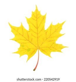 Hoja de otoño, ilustración vectorial