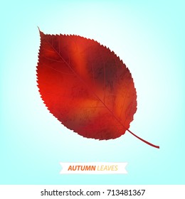 Autumn leaf vector illustration. Autumn vector illustration
