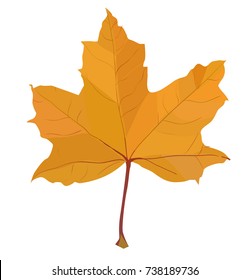 autumn leaf vector illustration